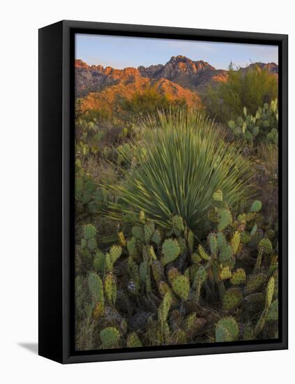 Prickly Pear Cactus and Sotol at Sunset, Sonoran Desert, Arizona, Usa-null-Framed Premier Image Canvas