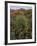 Prickly Pear Cactus and Sotol at Sunset, Sonoran Desert, Arizona, Usa-null-Framed Photographic Print