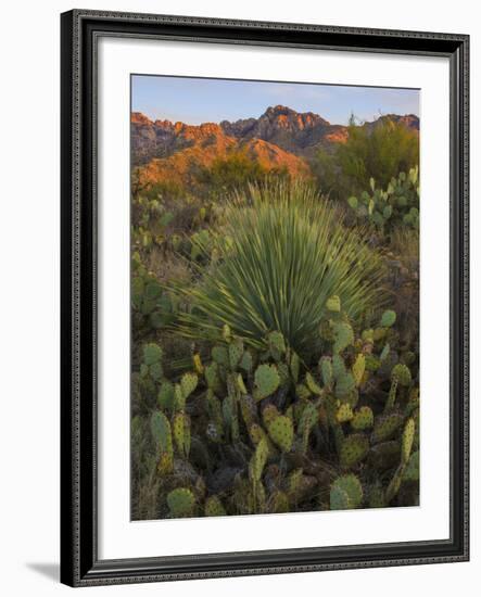 Prickly Pear Cactus and Sotol at Sunset, Sonoran Desert, Arizona, Usa-null-Framed Photographic Print