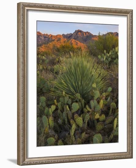 Prickly Pear Cactus and Sotol at Sunset, Sonoran Desert, Arizona, Usa-null-Framed Photographic Print