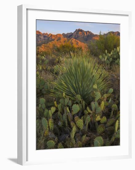 Prickly Pear Cactus and Sotol at Sunset, Sonoran Desert, Arizona, Usa-null-Framed Photographic Print