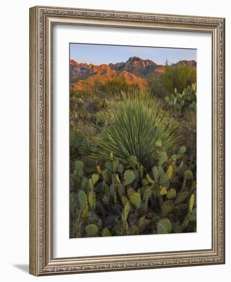 Prickly Pear Cactus and Sotol at Sunset, Sonoran Desert, Arizona, Usa-null-Framed Photographic Print