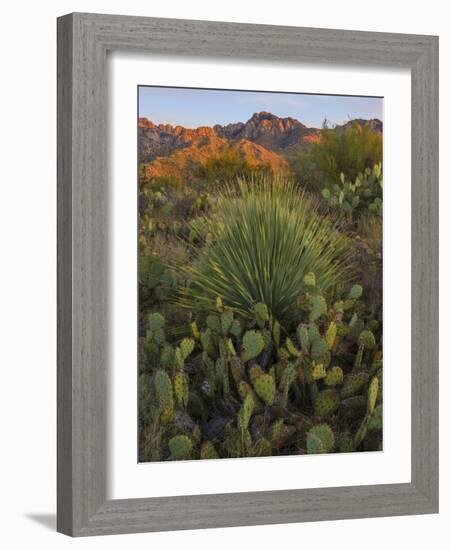 Prickly Pear Cactus and Sotol at Sunset, Sonoran Desert, Arizona, Usa-null-Framed Photographic Print