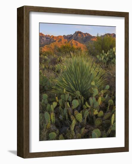 Prickly Pear Cactus and Sotol at Sunset, Sonoran Desert, Arizona, Usa-null-Framed Photographic Print