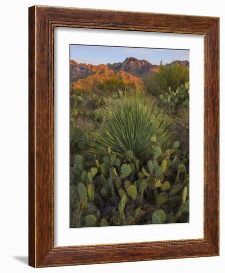 Prickly Pear Cactus and Sotol at Sunset, Sonoran Desert, Arizona, Usa-null-Framed Photographic Print