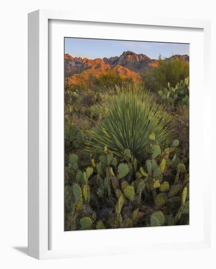 Prickly Pear Cactus and Sotol at Sunset, Sonoran Desert, Arizona, Usa-null-Framed Photographic Print