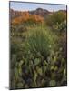 Prickly Pear Cactus and Sotol at Sunset, Sonoran Desert, Arizona, Usa-null-Mounted Photographic Print