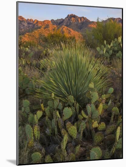 Prickly Pear Cactus and Sotol at Sunset, Sonoran Desert, Arizona, Usa-null-Mounted Photographic Print