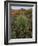 Prickly Pear Cactus and Sotol at Sunset, Sonoran Desert, Arizona, Usa-null-Framed Photographic Print