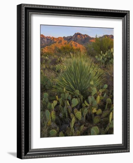 Prickly Pear Cactus and Sotol at Sunset, Sonoran Desert, Arizona, Usa-null-Framed Photographic Print