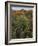 Prickly Pear Cactus and Sotol at Sunset, Sonoran Desert, Arizona, Usa-null-Framed Photographic Print