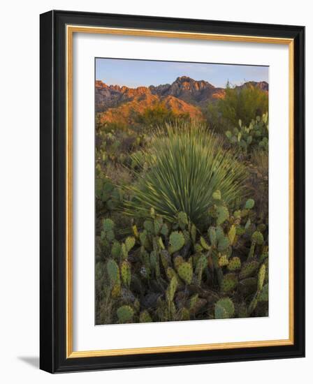 Prickly Pear Cactus and Sotol at Sunset, Sonoran Desert, Arizona, Usa-null-Framed Photographic Print