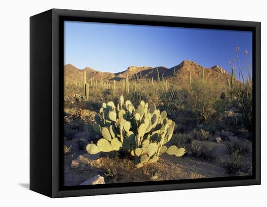 Prickly Pear Cactus at Sunset, Saguaro National Park, Tucson, Arizona, USA-Ruth Tomlinson-Framed Premier Image Canvas