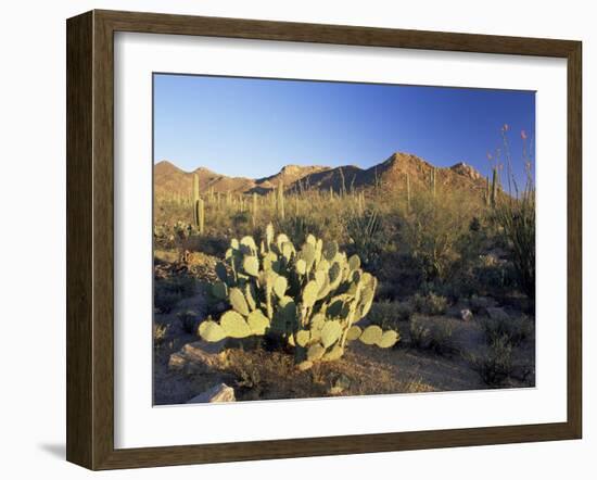 Prickly Pear Cactus at Sunset, Saguaro National Park, Tucson, Arizona, USA-Ruth Tomlinson-Framed Photographic Print