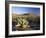 Prickly Pear Cactus at Sunset, Saguaro National Park, Tucson, Arizona, USA-Ruth Tomlinson-Framed Photographic Print