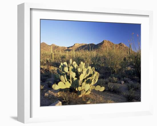 Prickly Pear Cactus at Sunset, Saguaro National Park, Tucson, Arizona, USA-Ruth Tomlinson-Framed Photographic Print