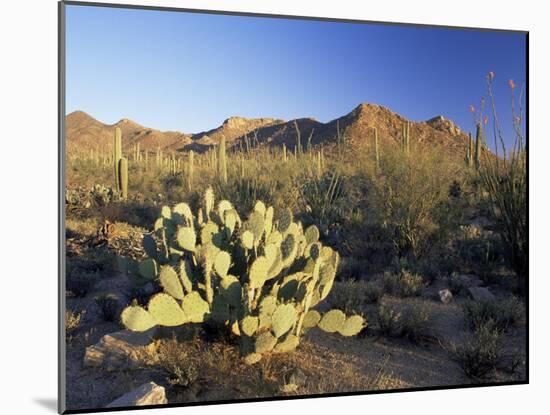 Prickly Pear Cactus at Sunset, Saguaro National Park, Tucson, Arizona, USA-Ruth Tomlinson-Mounted Photographic Print