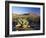 Prickly Pear Cactus at Sunset, Saguaro National Park, Tucson, Arizona, USA-Ruth Tomlinson-Framed Photographic Print