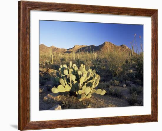 Prickly Pear Cactus at Sunset, Saguaro National Park, Tucson, Arizona, USA-Ruth Tomlinson-Framed Photographic Print