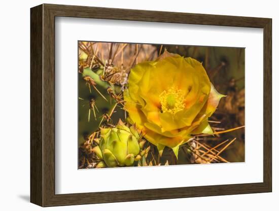 Prickly pear cactus blooming, Desert Botanical Garden, Phoenix, Arizona.-William Perry-Framed Photographic Print