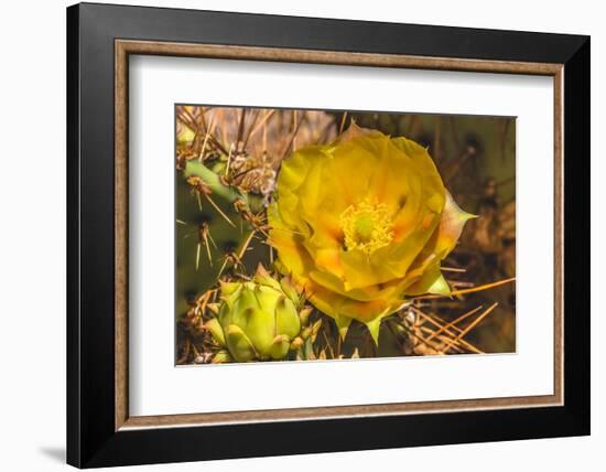 Prickly pear cactus blooming, Desert Botanical Garden, Phoenix, Arizona.-William Perry-Framed Photographic Print