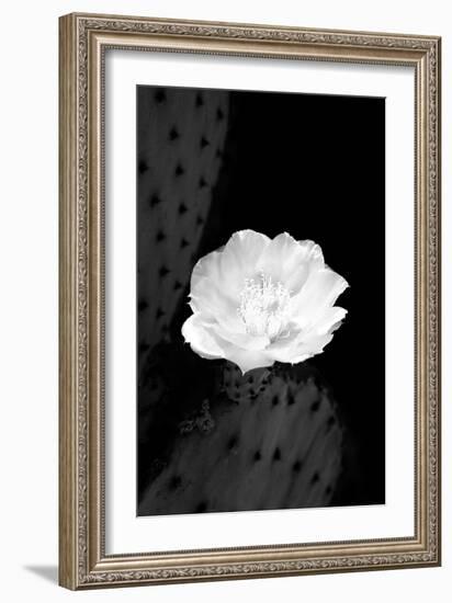 Prickly Pear Cactus Blossom BW-Douglas Taylor-Framed Photographic Print