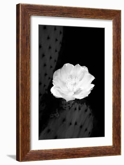 Prickly Pear Cactus Blossom BW-Douglas Taylor-Framed Photographic Print