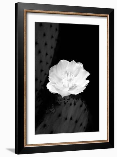 Prickly Pear Cactus Blossom BW-Douglas Taylor-Framed Photographic Print