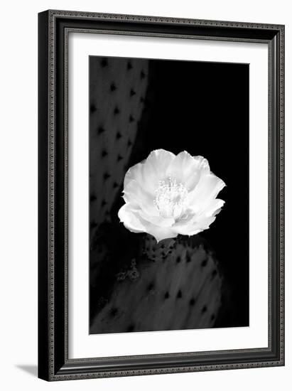 Prickly Pear Cactus Blossom BW-Douglas Taylor-Framed Photographic Print