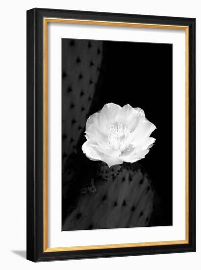 Prickly Pear Cactus Blossom BW-Douglas Taylor-Framed Photographic Print