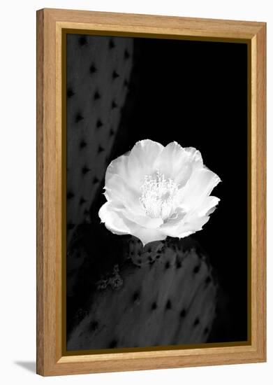 Prickly Pear Cactus Blossom BW-Douglas Taylor-Framed Premier Image Canvas