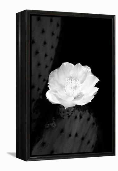 Prickly Pear Cactus Blossom BW-Douglas Taylor-Framed Premier Image Canvas