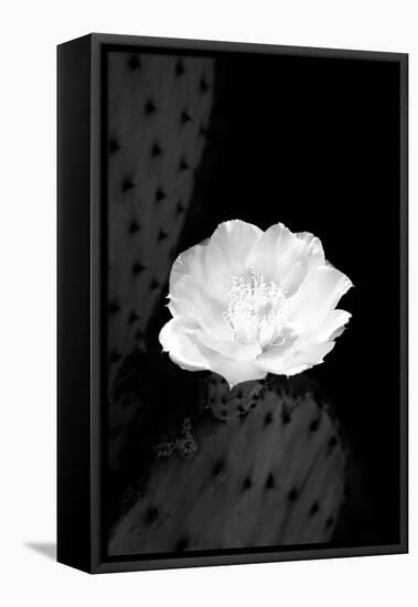 Prickly Pear Cactus Blossom BW-Douglas Taylor-Framed Premier Image Canvas