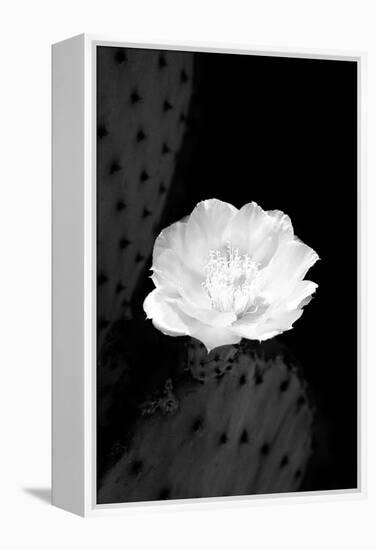 Prickly Pear Cactus Blossom BW-Douglas Taylor-Framed Premier Image Canvas