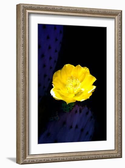 Prickly Pear Cactus Blossom-Douglas Taylor-Framed Photographic Print