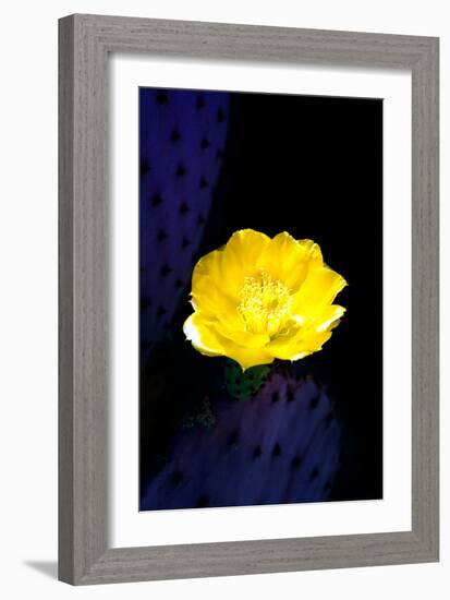 Prickly Pear Cactus Blossom-Douglas Taylor-Framed Photographic Print