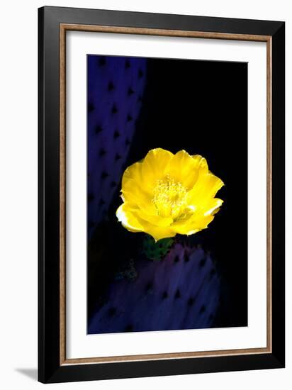 Prickly Pear Cactus Blossom-Douglas Taylor-Framed Photographic Print