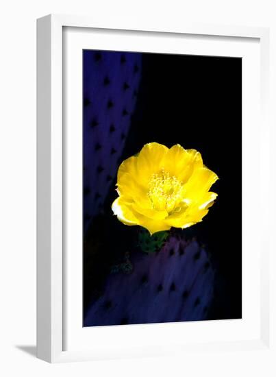 Prickly Pear Cactus Blossom-Douglas Taylor-Framed Photographic Print