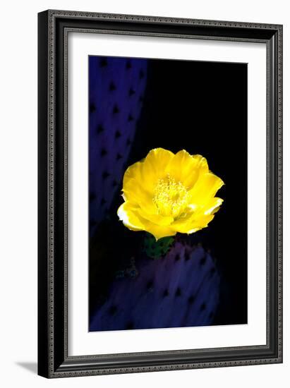 Prickly Pear Cactus Blossom-Douglas Taylor-Framed Photographic Print