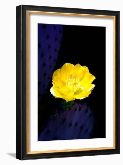 Prickly Pear Cactus Blossom-Douglas Taylor-Framed Photographic Print