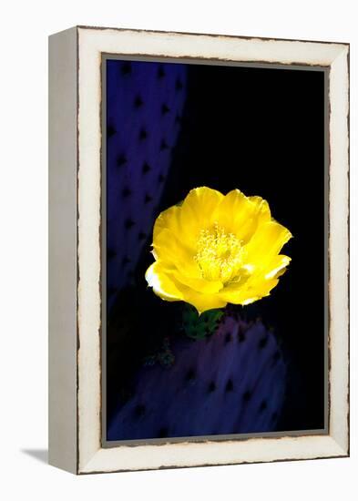 Prickly Pear Cactus Blossom-Douglas Taylor-Framed Premier Image Canvas