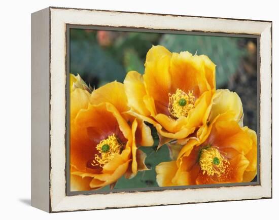 Prickly Pear Cactus Blossoms-James Randklev-Framed Premier Image Canvas
