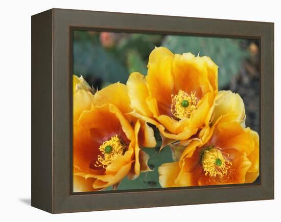 Prickly Pear Cactus Blossoms-James Randklev-Framed Premier Image Canvas