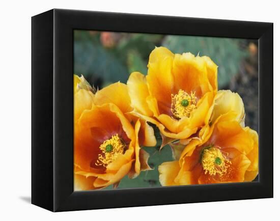 Prickly Pear Cactus Blossoms-James Randklev-Framed Premier Image Canvas