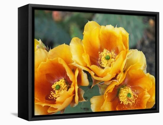 Prickly Pear Cactus Blossoms-James Randklev-Framed Premier Image Canvas