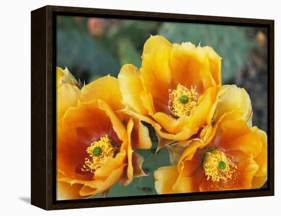 Prickly Pear Cactus Blossoms-James Randklev-Framed Premier Image Canvas