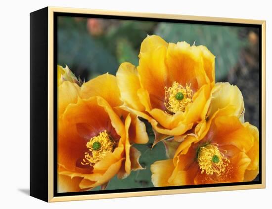 Prickly Pear Cactus Blossoms-James Randklev-Framed Premier Image Canvas