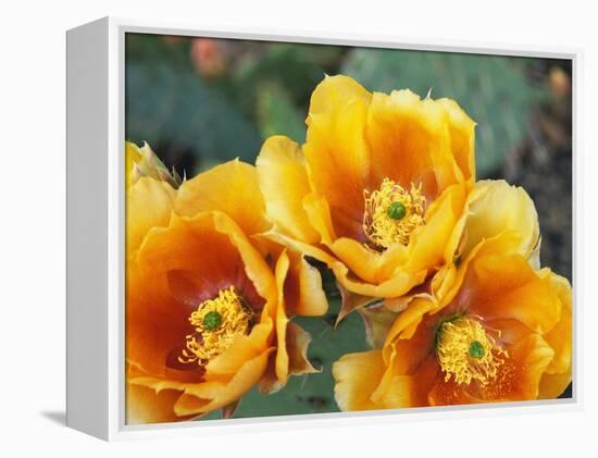 Prickly Pear Cactus Blossoms-James Randklev-Framed Premier Image Canvas