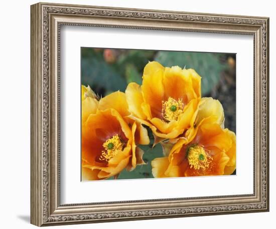 Prickly Pear Cactus Blossoms-James Randklev-Framed Photographic Print