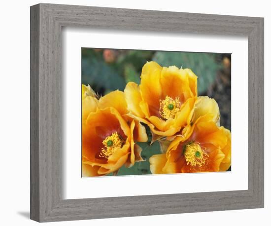 Prickly Pear Cactus Blossoms-James Randklev-Framed Photographic Print